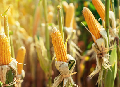 Fresh organic sweet corn harvested from Bharat Krishi farm