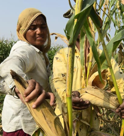 Organic baby corn growing in farm field in Bihar