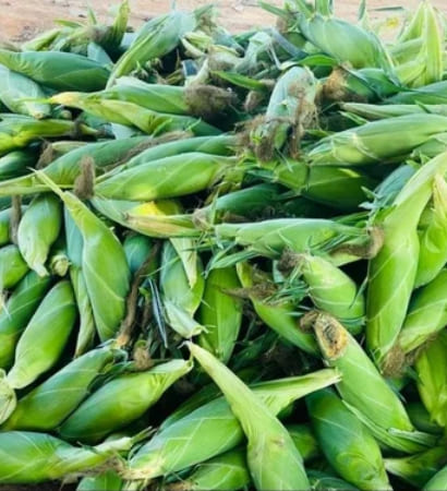 Local farmer harvesting fresh organic sweet corn